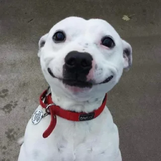 ☺️-вместо тысячи слов, Telegram Sticker