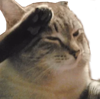 🐱-𝑭𝒂𝒕𝒊𝒉'𝒔 𝑼𝒏𝒊𝒗𝒆𝒓𝒔𝒆, Telegram Sticker