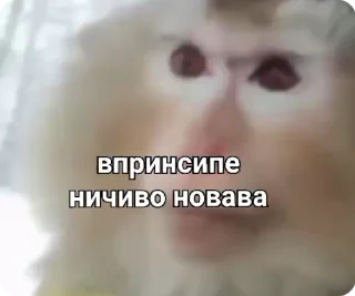 😐-Больше стиков тут: @stikery4, Telegram Sticker