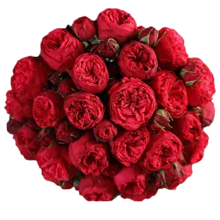 🌹-Flowers, Telegram Sticker