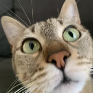 🐤-Fluff, Telegram Sticker