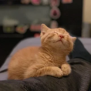 🦁-Fluff, Telegram Sticker