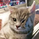 🐱-Fluff, Telegram Sticker