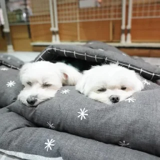 🦜-Fluff, Telegram Sticker