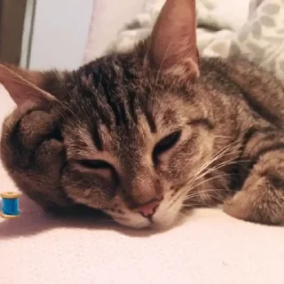 🦜-Fluff, Telegram Sticker