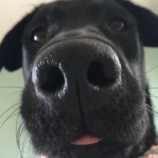 🐥-Fluff, Telegram Sticker