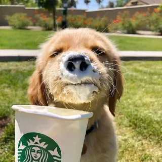 🦜-Fluff, Telegram Sticker