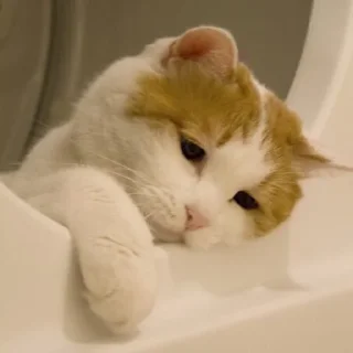 🐱-Fluff, Telegram Sticker