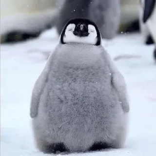 🐤-Fluff, Telegram Sticker