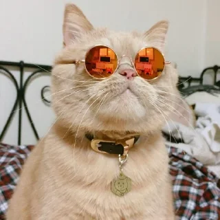 🦜-Fluff, Telegram Sticker