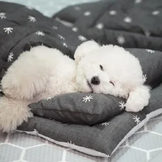 🦜-Fluff, Telegram Sticker