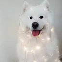 🐶-Fluff, Telegram Sticker