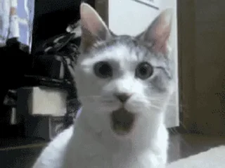 😣-cat @freeASMR8 @freeVPN_bl, Telegram Sticker