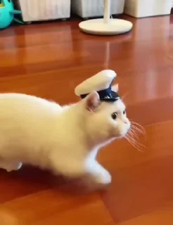 😣-cat @freeASMR8 @freeVPN_bl, Telegram Sticker