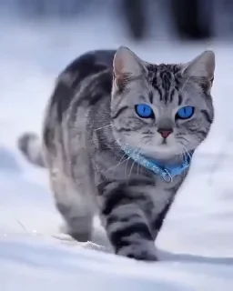 😣-cat @freeASMR8 @freeVPN_bl, Telegram Sticker