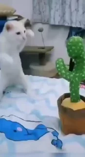 😣-cat @freeASMR8 @freeVPN_bl, Telegram Sticker