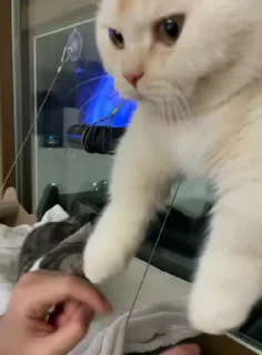 😣-cat @freeASMR8 @freeVPN_bl, Telegram Sticker