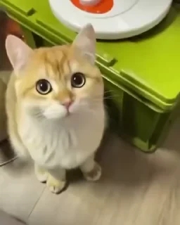 😣-cat @freeASMR8 @freeVPN_bl, Telegram Sticker