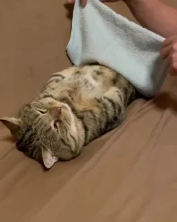 😣-cat @freeASMR8 @freeVPN_bl, Telegram Sticker