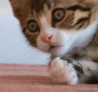 😱-cat @freeASMR8 @freeVPN_bl, Telegram Sticker