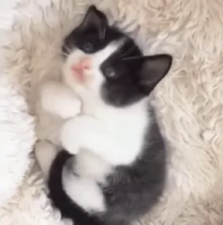 😣-cat @freeASMR8 @freeVPN_bl, Telegram Sticker