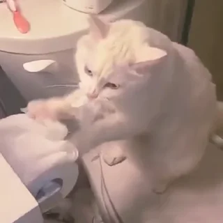 😣-cat @freeASMR8 @freeVPN_bl, Telegram Sticker