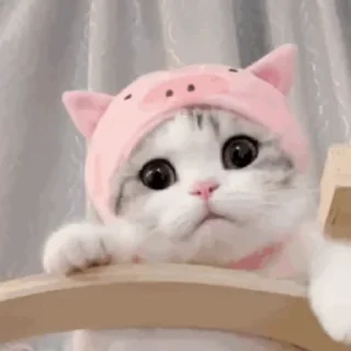 😣-cat @freeASMR8 @freeVPN_bl, Telegram Sticker