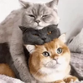 😣-cat @freeASMR8 @freeVPN_bl, Telegram Sticker
