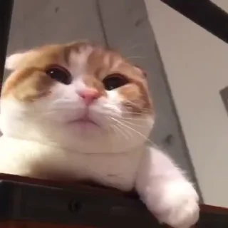 😣-cat @freeASMR8 @freeVPN_bl, Telegram Sticker
