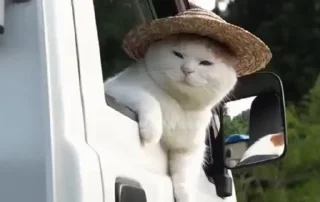 😣-cat @freeASMR8 @freeVPN_bl, Telegram Sticker