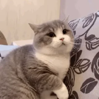 😣-cat @freeASMR8 @freeVPN_bl, Telegram Sticker
