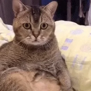 😣-cat @freeASMR8 @freeVPN_bl, Telegram Sticker