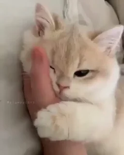 😣-cat @freeASMR8 @freeVPN_bl, Telegram Sticker