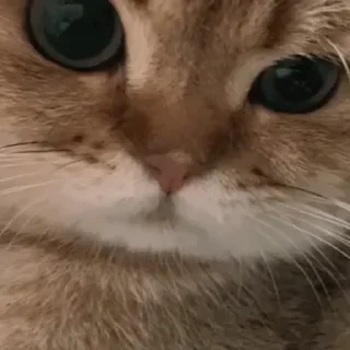 😣-cat @freeASMR8 @freeVPN_bl, Telegram Sticker