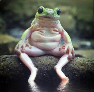 🙃-Frogs_Toads @spatanx, Telegram Sticker
