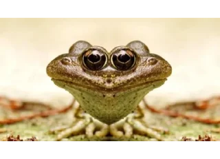 😐-Frogs_Toads @spatanx, Telegram Sticker