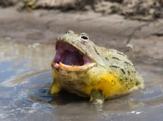 😫-Frogs_Toads @spatanx, Telegram Sticker