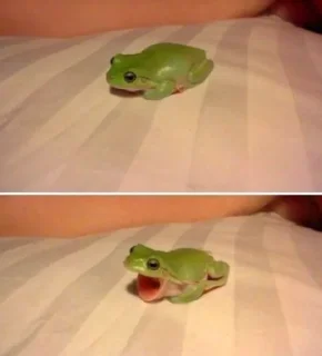 😵-Frogs_Toads @spatanx, Telegram Sticker