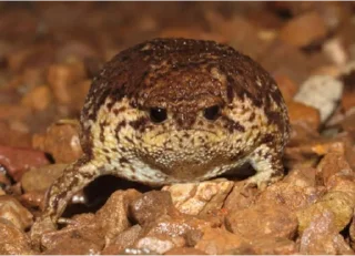 😟-Frogs_Toads @spatanx, Telegram Sticker