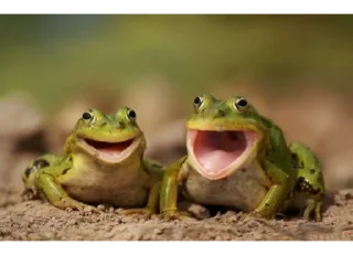 😂-Frogs_Toads @spatanx, Telegram Sticker