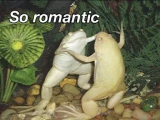 🌹-Frogs_Toads @spatanx, Telegram Sticker