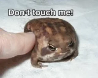 👉-Frogs_Toads @spatanx, Telegram Sticker