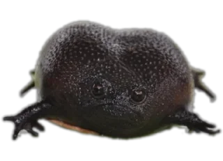 ☹️-Frogs_Toads @spatanx, Telegram Sticker