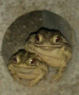 👥-Frogs_Toads @spatanx, Telegram Sticker