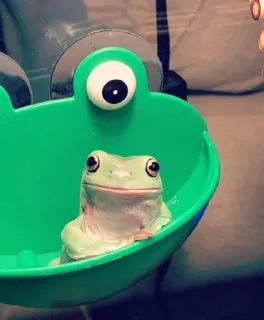 🙃-Frogs_Toads @spatanx, Telegram Sticker