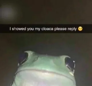 🤨-Frogs_Toads @spatanx, Telegram Sticker