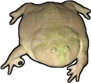 👌-Frogs_Toads @spatanx, Telegram Sticker