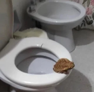 🚽-Frogs_Toads @spatanx, Telegram Sticker