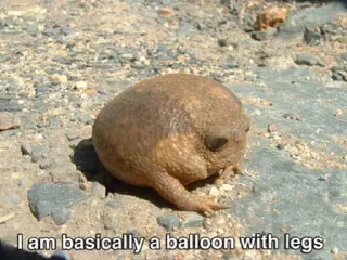🎈-Frogs_Toads @spatanx, Telegram Sticker