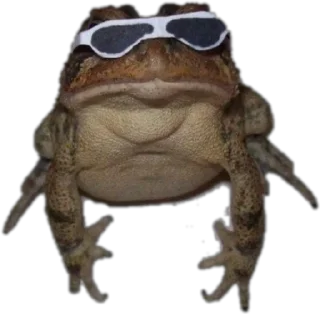 😎-Frogs_Toads @spatanx, Telegram Sticker